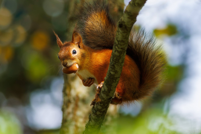 Orava hakemassa lounasta